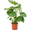 Monstera (Partner ID none)