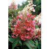 Hortenzie latnatá 'Pinky Winky' (Partner ID none)