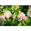 Hortenzie latnatá 'Pinky Winky' (Partner ID none)