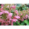 Hortenzie latnatá 'Pinky Winky' (Partner ID none)