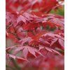 Japonský javor 'Atropurpureum' (Partner ID none)