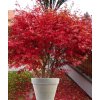 Japonský javor 'Atropurpureum' (Partner ID none)