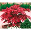 Japonský javor 'Atropurpureum' (Partner ID none)