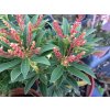 Pieris japonská (Partner ID none)