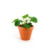 Pilea (Partner ID none)