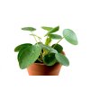 Pilea (Partner ID none)