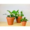 Pilea (Partner ID none)