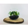 Pilea (Partner ID none)