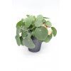 Pilea (Partner ID none)