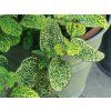 Zimolez japonský 'Aureoreticulata' (Partner ID none)