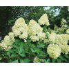 Hortenzie latnatá 'Limelight' (Partner ID none)