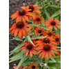 Třapatka nachová (Echinacea) (Partner ID none)