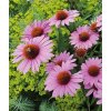 Třapatka nachová (Echinacea) (Partner ID none)