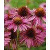 Třapatka nachová (Echinacea) (Partner ID none)