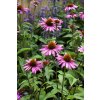 Třapatka nachová (Echinacea) (Partner ID none)