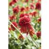 Třapatka nachová (Echinacea) (Partner ID none)