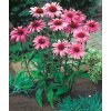 Třapatka nachová (Echinacea) (Partner ID none)
