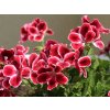 Pelargonie vonná (Partner ID none)