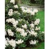 Rododendron 'Cunningham's White' (Partner ID none)