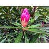 Rododendron 'Graziella' (Partner ID none)
