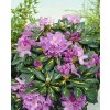 Rododendron 'Gold Flimmer' (Partner ID none)