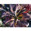 Azalka 'Anneke' (Partner ID none)