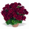 Pelargonie velkokvětá (Partner ID none)