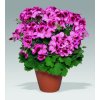 Pelargonie velkokvětá (Partner ID none)
