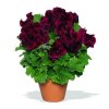 Pelargonie velkokvětá (Partner ID none)