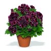 Pelargonie velkokvětá (Partner ID none)