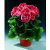 Pelargonie velkokvětá (Partner ID none)