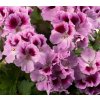 Pelargonie velkokvětá (Partner ID none)
