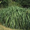 Schizachyrium scoparium (Partner ID none)