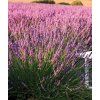Růžová levandule (Partner ID none)