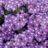 Verbena (Partner ID none)