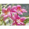 Zephyranthes (Partner ID none)