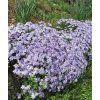 Plamenka šídlovitá 'Emerald Cushion Blue' (Partner ID none)