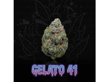 GELATO 41 PRODUCT PIC