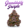 TH420 KVĚTY 30% - GRANDDADDY PURPLE
