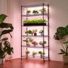 523094 7 us 2fzwpyjwfjgn35bo2hv001v2 2fgoods img v1 2fplant shelf with grow light m100 1 12