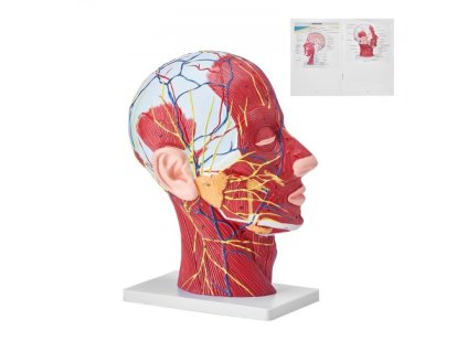 Model ľudskej povrchovej nervovej polovice hlavy so svalmi, anatomický model hlavy a krku v životnej veľkosti 1:1, lebka a mozog na odborné vyučovanie, zobrazenie na vyučovanie detí