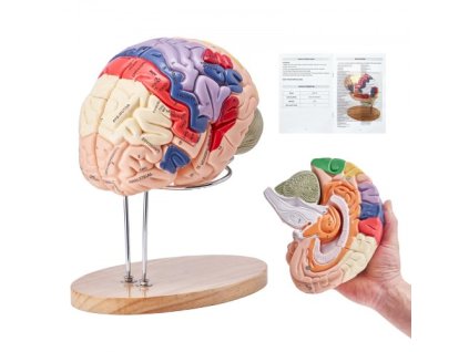 Anatomický model ľudského mozgu , 2X 4 kusy anatomického modelu ľudského mozgu v životnej veľkosti so štítkami a podstavcom na zobrazenie, farebne odlíšený odnímateľný model mozgu na vedecký výskum, zobrazenie pri vyučovaní a učení