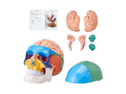 Model ľudskej lebky, 8 častí mozgu a 3 časti lebky, maľovaný anatomický model lebky v životnej veľkosti, anatomická lebka z PVC, odnímateľný vzdelávací model lebky na odborné vyučovanie, výskum a učenie