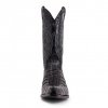 10004 cuervo cola cresta negra 3