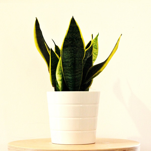 24 nápadov, ako zvlhčiť vzduch v dome