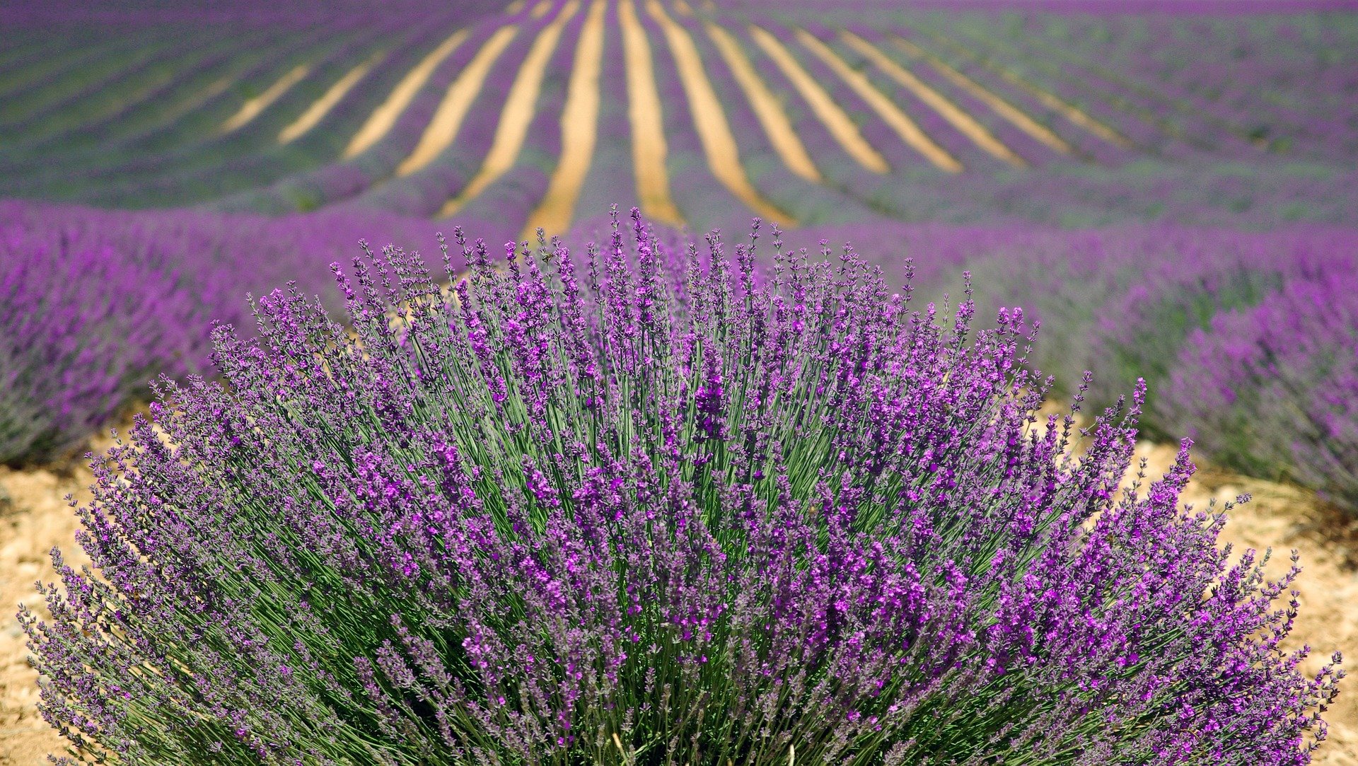 Levandula