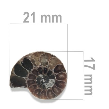 Amonit%20p%C5%AFlen%C3%BD%20ZKA018