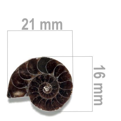 Amonit%20p%C5%AFlen%C3%BD%20ZKA026