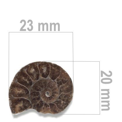 Amonit%20p%C5%AFlen%C3%BD%20ZKA029