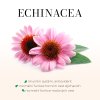 echinacea